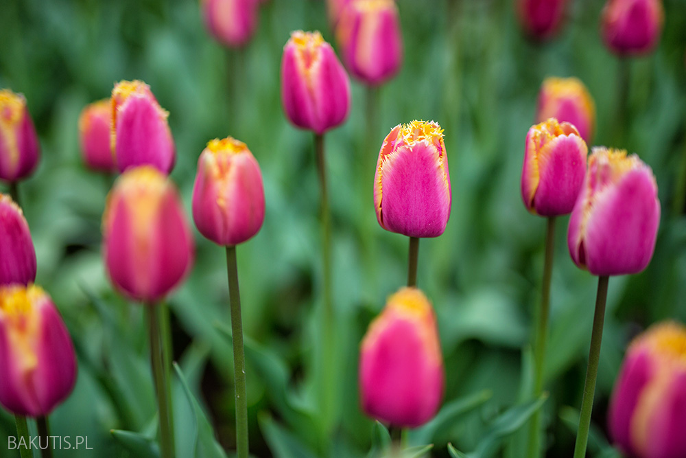 Keukenhof