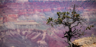 Grand Canyon