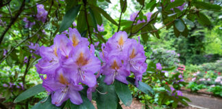 Azalie w Arboretum Kórnickim